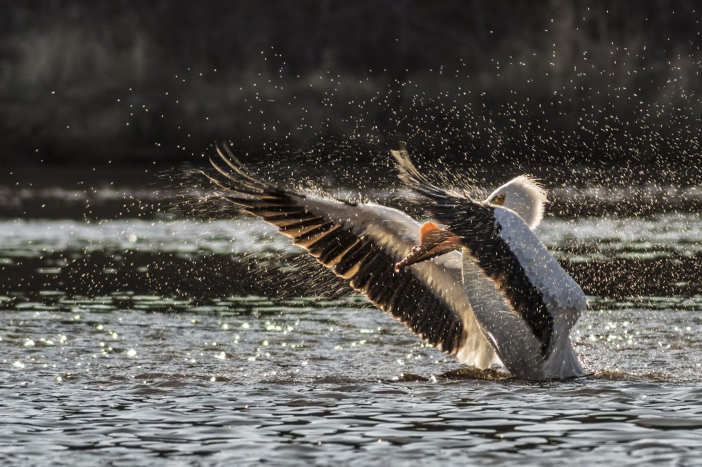 white pelican, st louis river, estuary, chambers grove